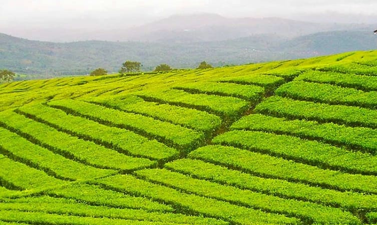 Tea Gardens